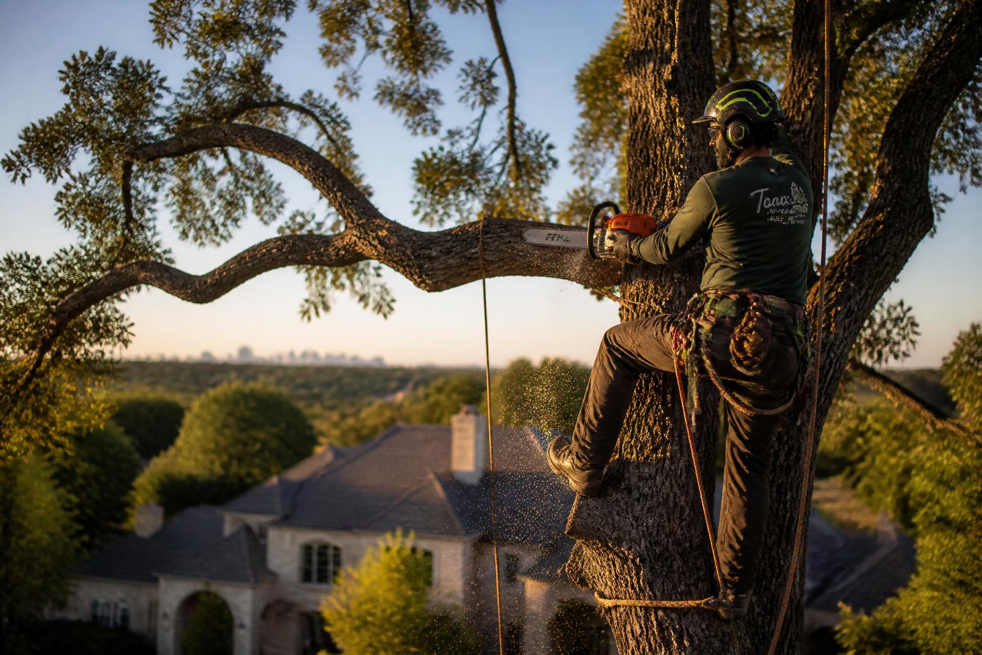 Certified arborist high in a mature oak on a Dallas estate at golden hour